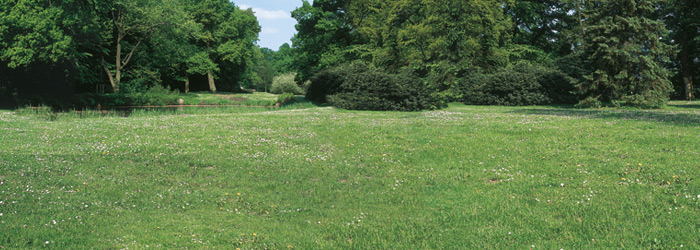 Baum des Jahres